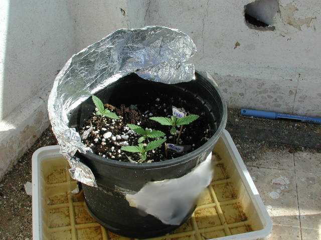 the.plant.jpg (49851 bytes)